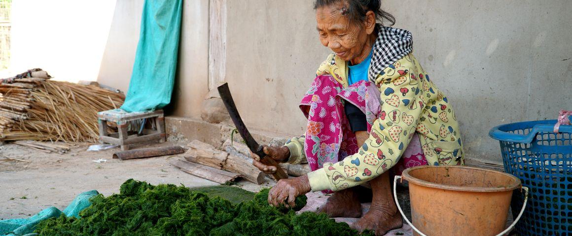 Fabrication du Kai Paen, une spécialité du Laos à partir d’algues récoltées dans le Mekong © C. Dangleant, Cirad